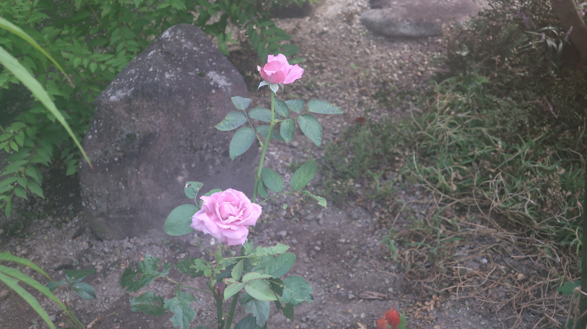 8月の岐阜の庭 ２ バラ その他 山科カントリー